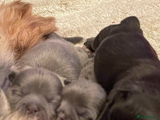 Shih Tzu dogs imperial karishishi shih tzu - Advert 3