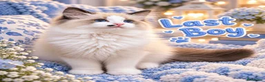Ragdoll 1