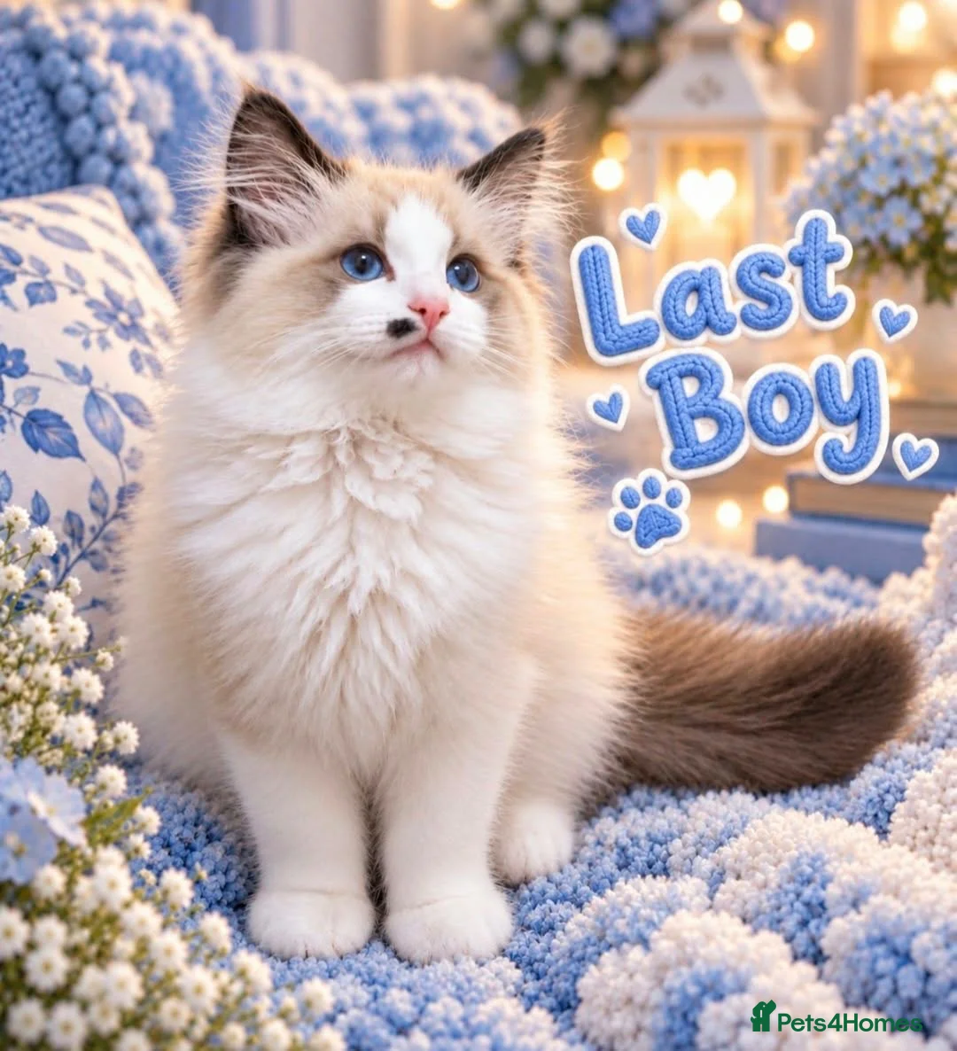 Ragdoll cats for sale: Last gorgeous ragdoll boy 💙 - Advert 2