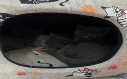 British Shorthair cats for sale: British shorthair kittens - Image 2