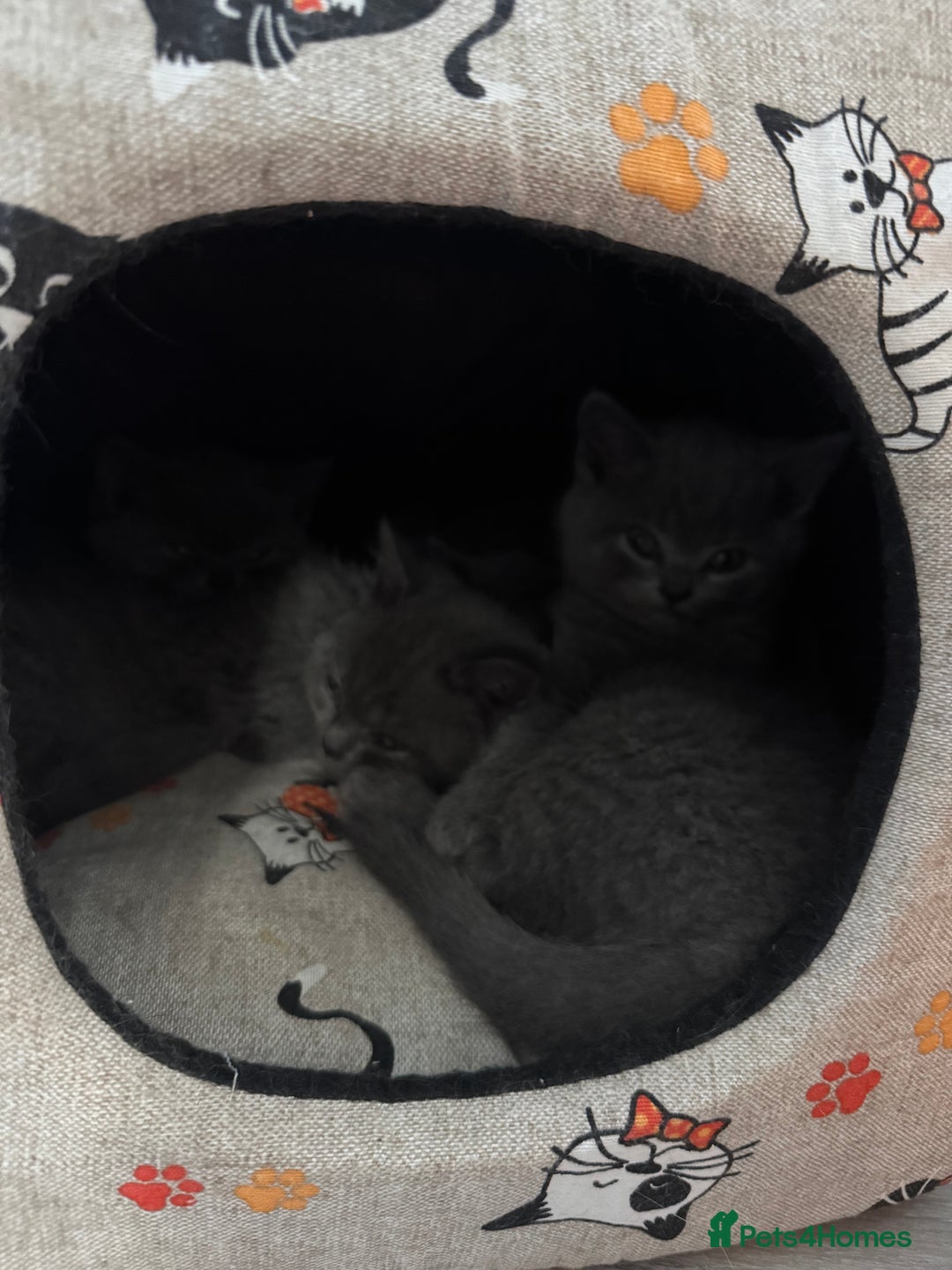 British Shorthair cats for sale: British shorthair kittens - Image 2