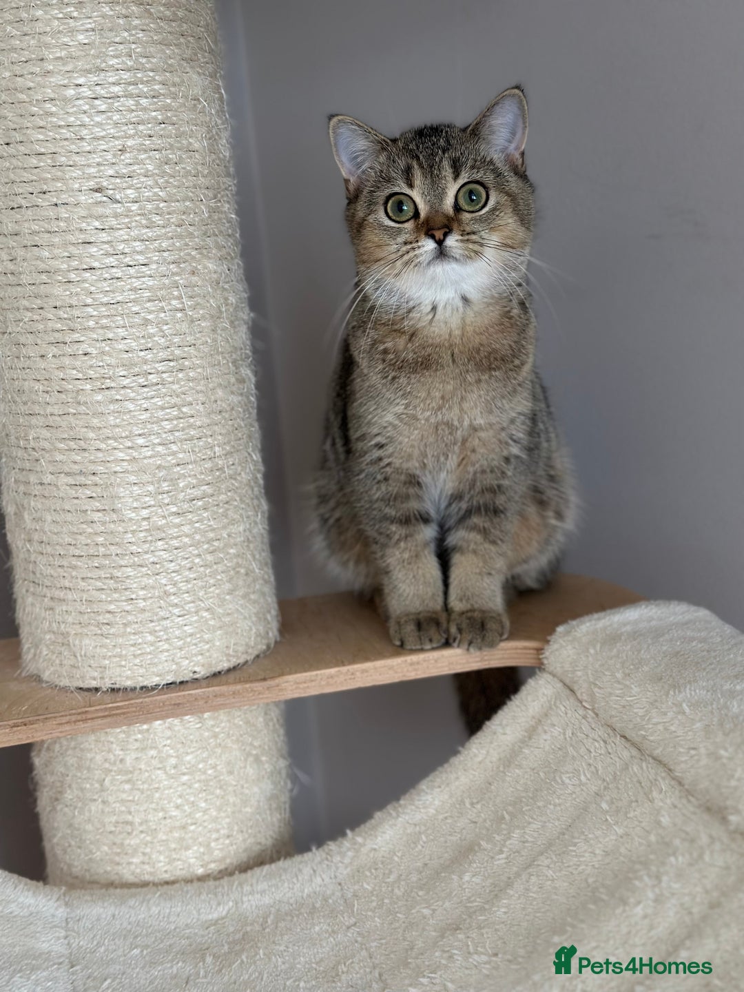 British Shorthair cats for sale: BSH Golden kittens  - Image 35