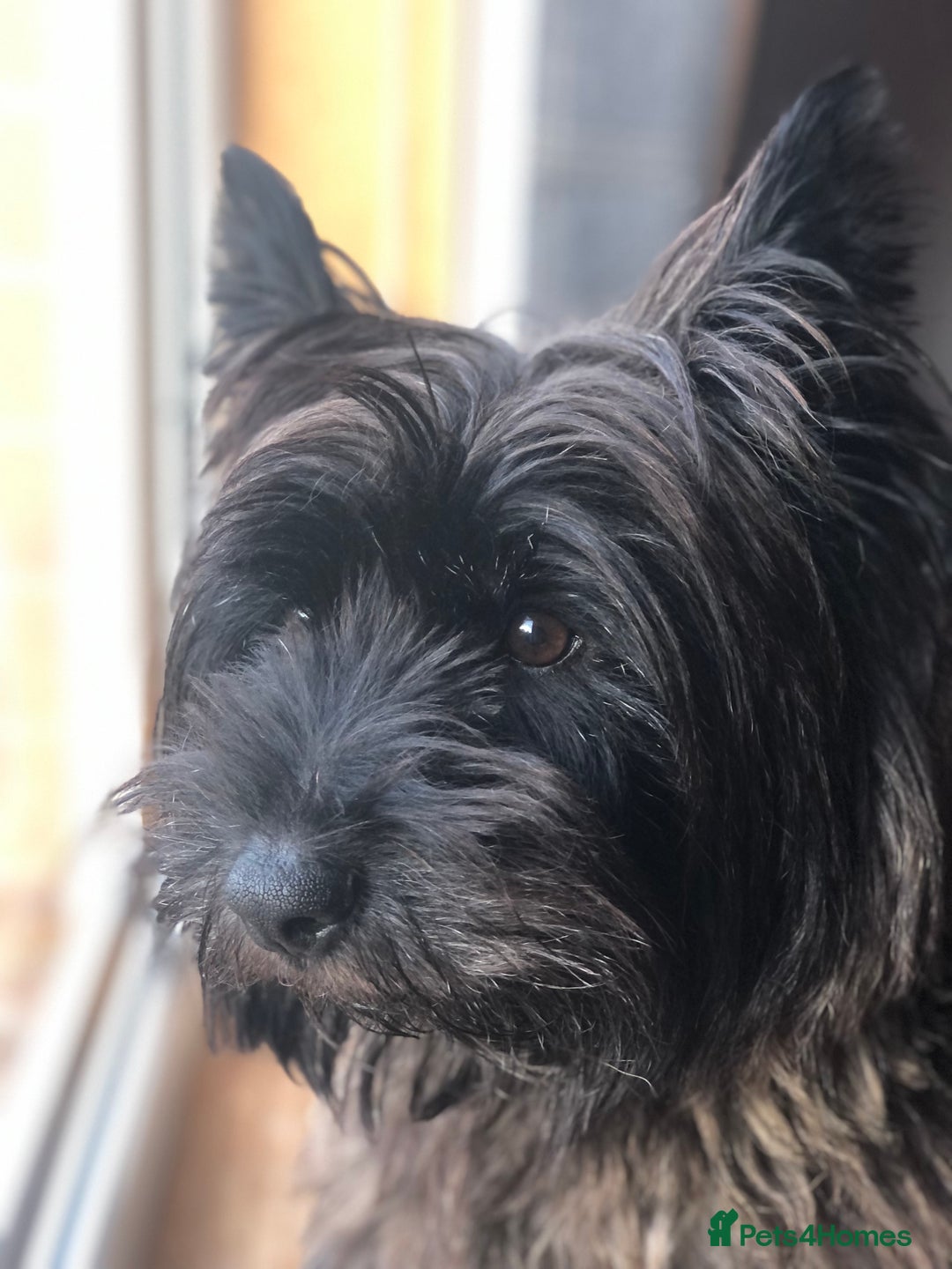 Cairn Terrier dogs for sale: Gorgeous cairn terrier puppies - Advert 3