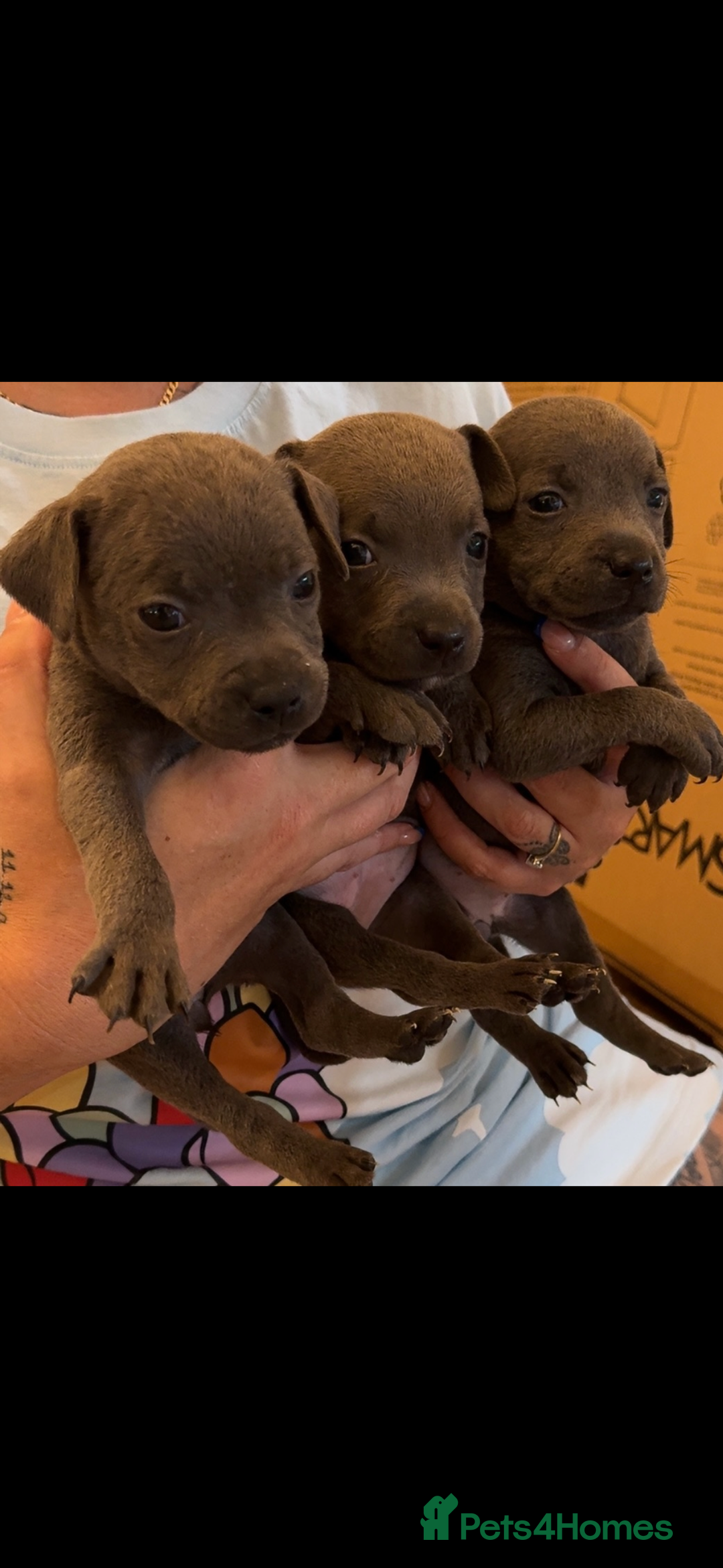 Staffordshire Bull Terrier dogs for sale: Beautiful blue staffy pups excellent pedigree  - Image 3