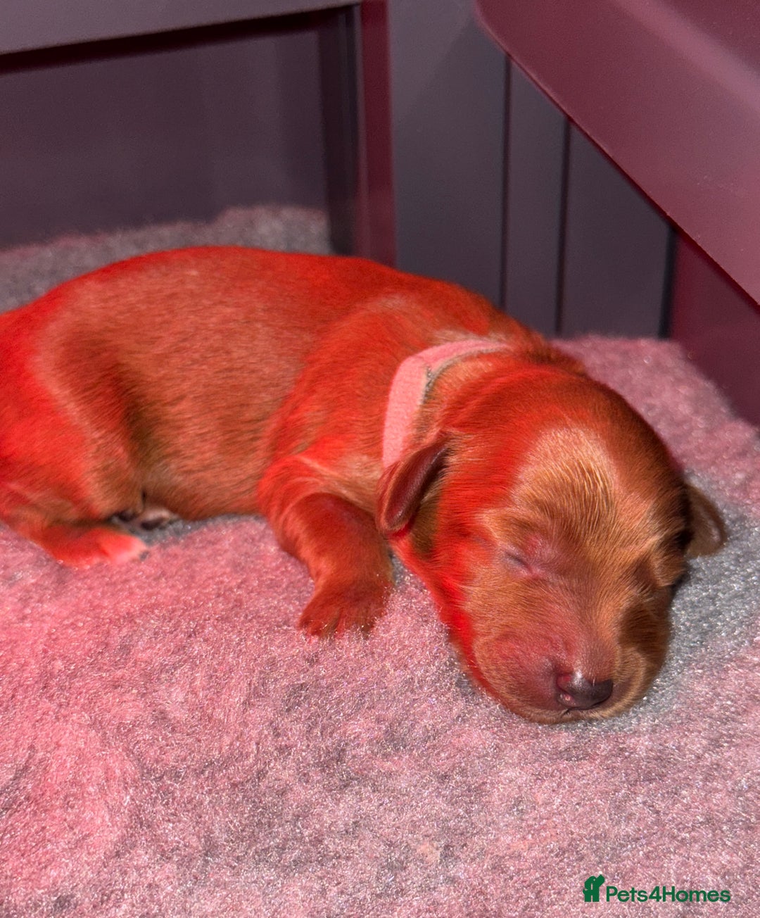 Australian Labradoodle dogs for sale: ✨ Superior Australian Labradoodles - Image 6