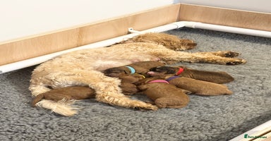 Cockapoo dogs - Advert 9