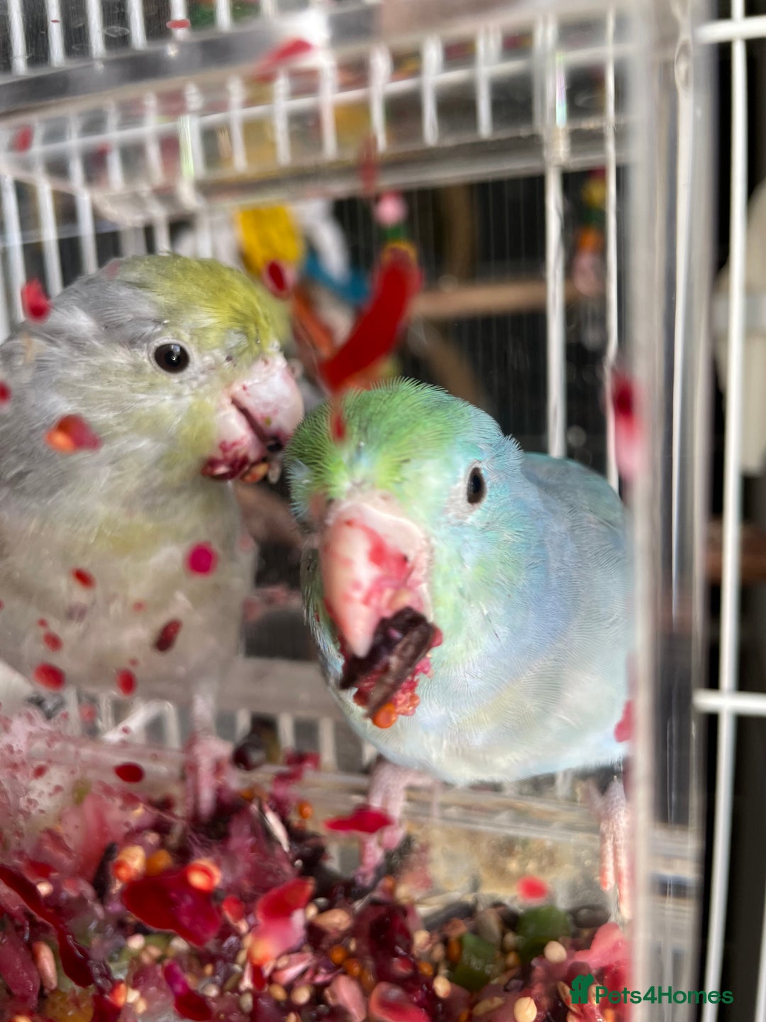 Parrots birds for sale: Pair of Parrotlet's  - Advert 4