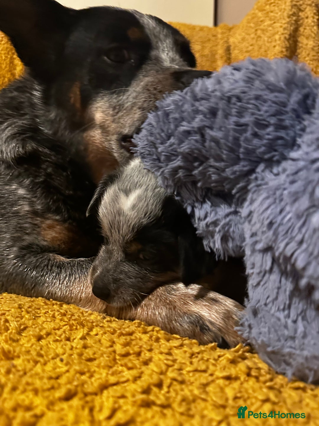 Australian Cattle Dog dogs for sale: Absolutely stunning litter!! - Advert 20
