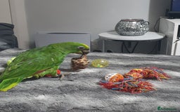 Parrots birds for sale: Amazon parrot for sale  - Image 12