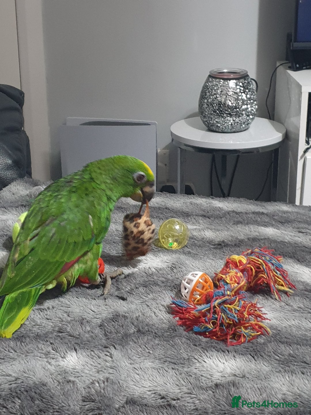 Parrots birds for sale: Amazon parrot for sale  - Image 12