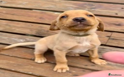 Labrador Retriever dogs for sale: Labrador Fox red  - Image 13