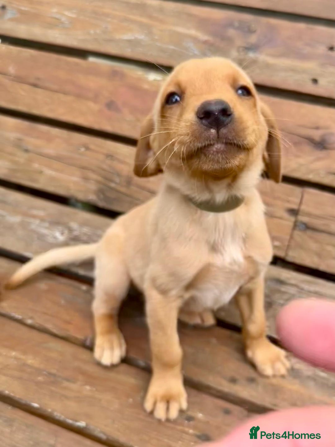 Labrador Retriever dogs for sale: Labrador Fox red  - Image 13
