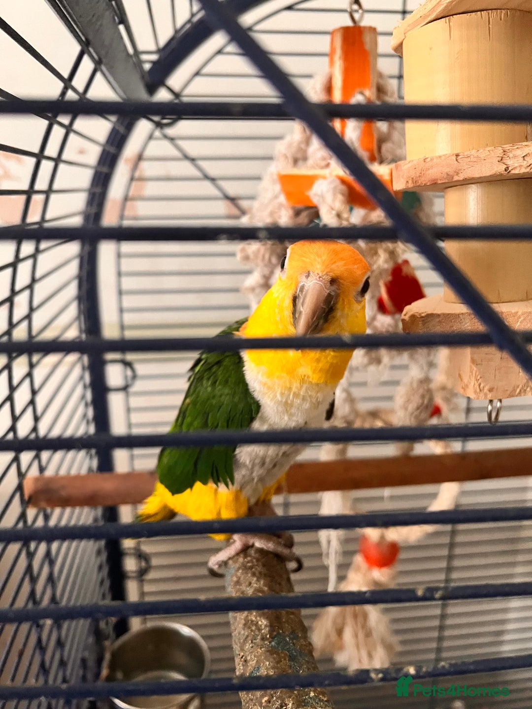 Parrots birds for sale: Caique parrot  - Advert 8