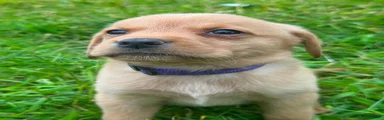 Labrador Retriever 9