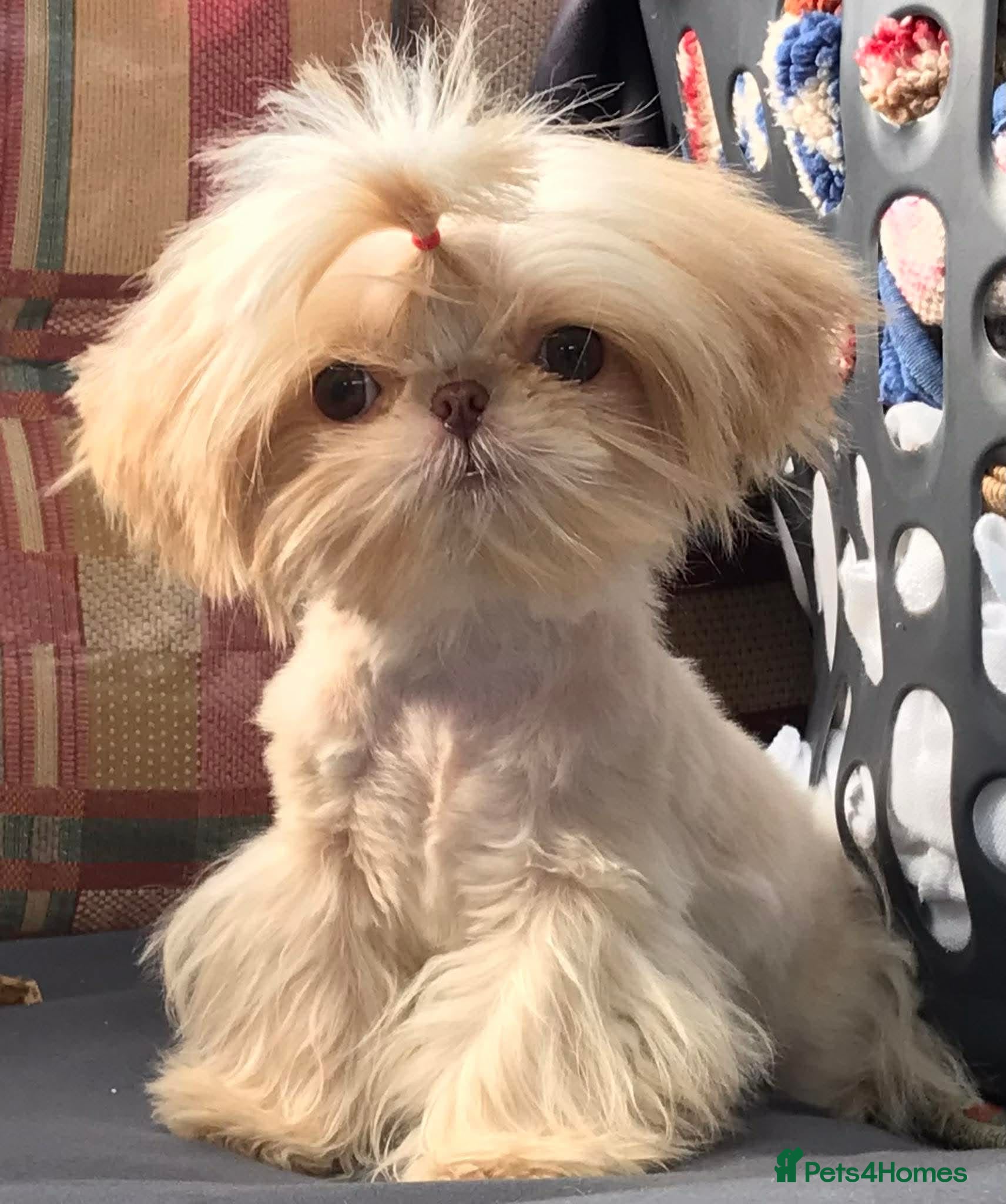 Shih Tzu dogs Gorgeous Peach is looking for her new home  - Advert 2
