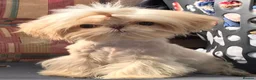 Shih Tzu dogs for sale: Gorgeous Peach is looking for her new home  - Advert 1