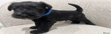 Miniature Schnauzer Puppy 1