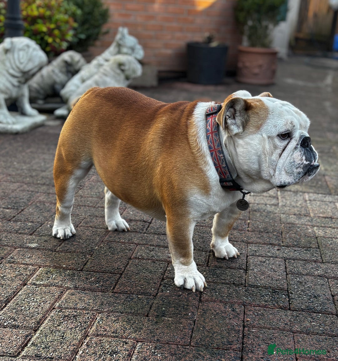 English Bulldog dogs for stud: Mr Belvedere English Bulldog available for stud in Carlisle - Image 4