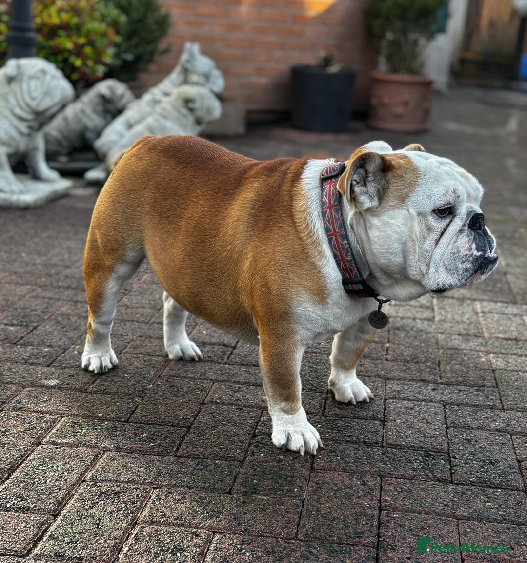 English Bulldog dogs for stud: Mr Belvedere English Bulldog available for stud in Carlisle - Advert 4