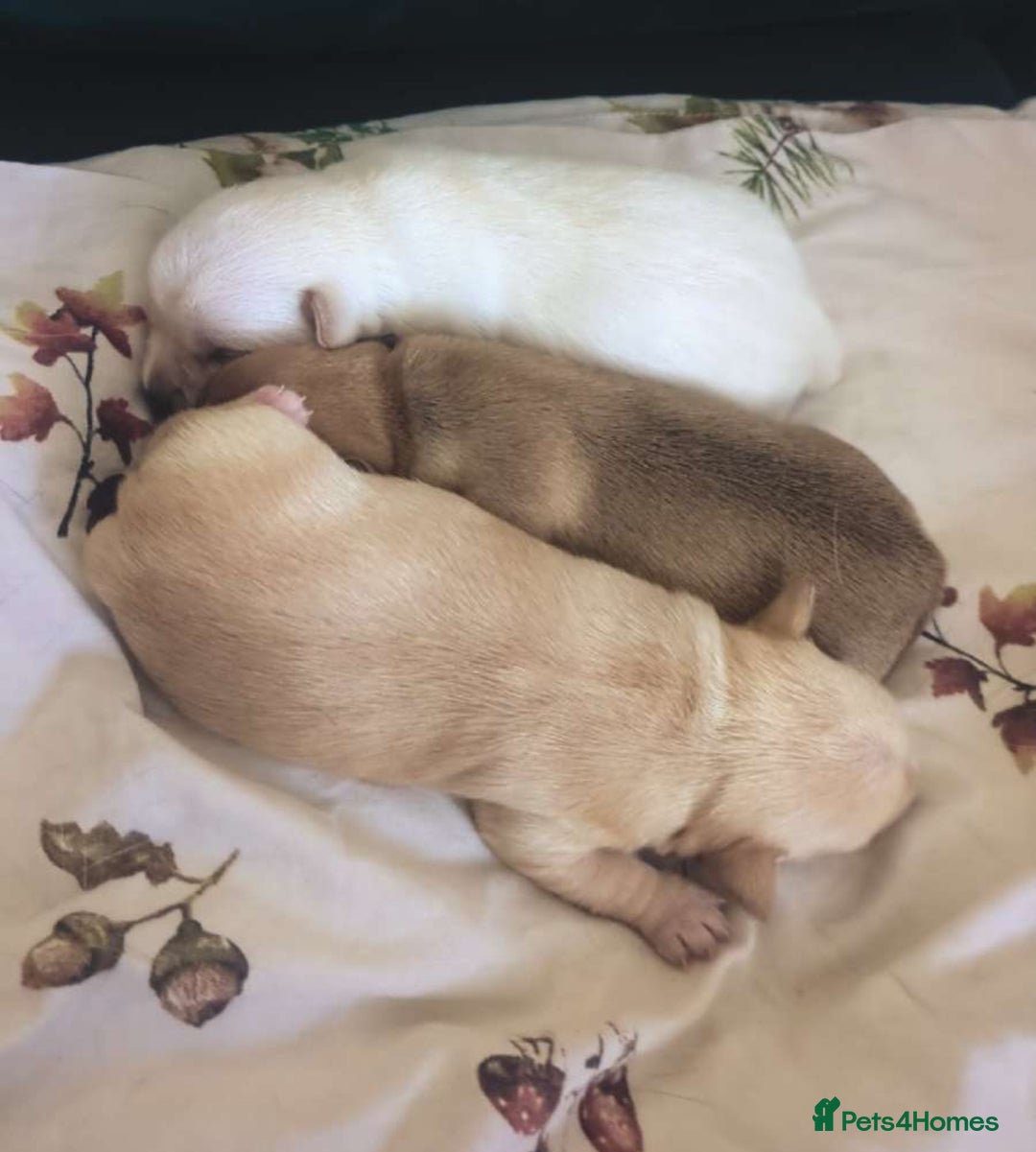 Chihuahua dogs for sale: Chihuahua puppies, two boys - Advert 2