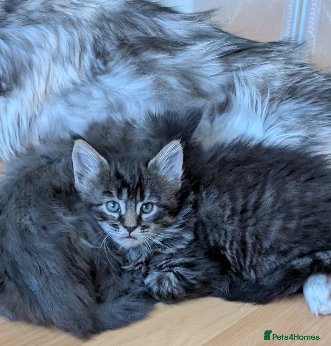 Maine Coon cats for sale: Stunning GCCF registered Maine Coon Kittens  - Advert 15