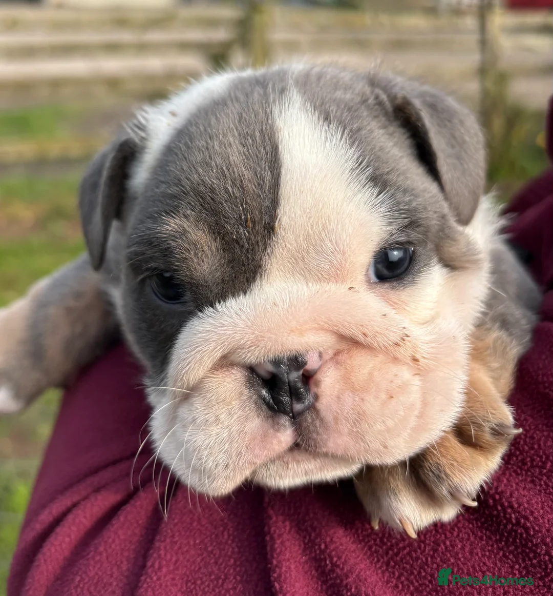 English Bulldog dogs for sale: Bulldog puppies  - Advert 7