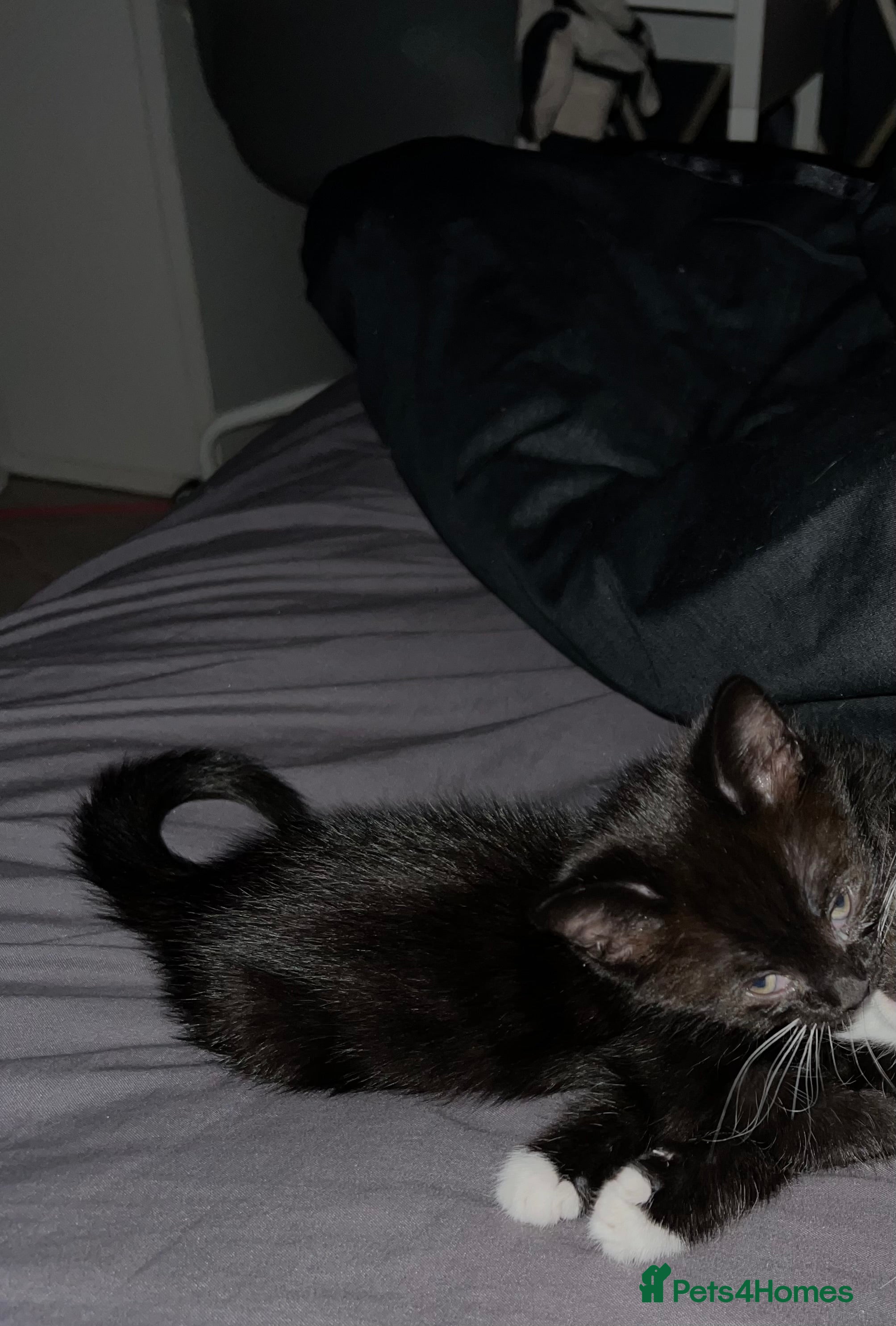 Mixed Breed cats Little Boy Needing Home👀🏡 - Advert 1