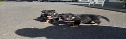 German Shepherd dogs for sale: Four standout female German Shepherd puppies in Redcar - Advert 5