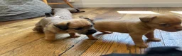 Jack Russell dogs for sale: Much wenlock rough coated Jack Russell’s  - Advert 6