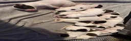 English Springer Spaniel dogs for sale: Stunning kc reg springer spaniel puppies  - Advert 8