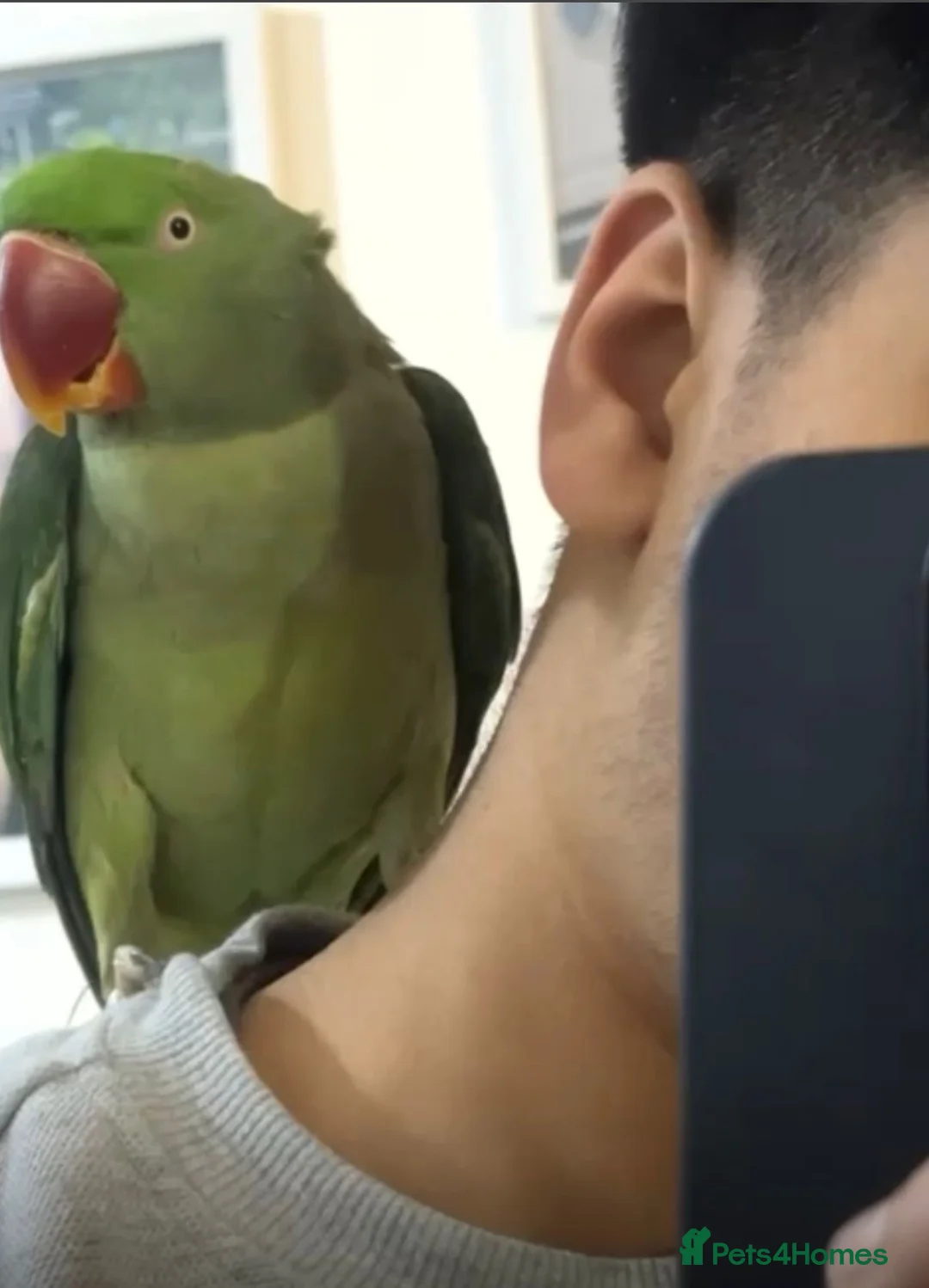 Parakeets birds for sale: Talking alexandria Parrot in Wembley - Advert 2