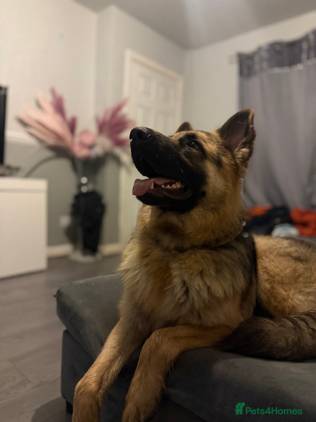 German Shepherd dogs for stud: German Shepherd Stud - Advert 3