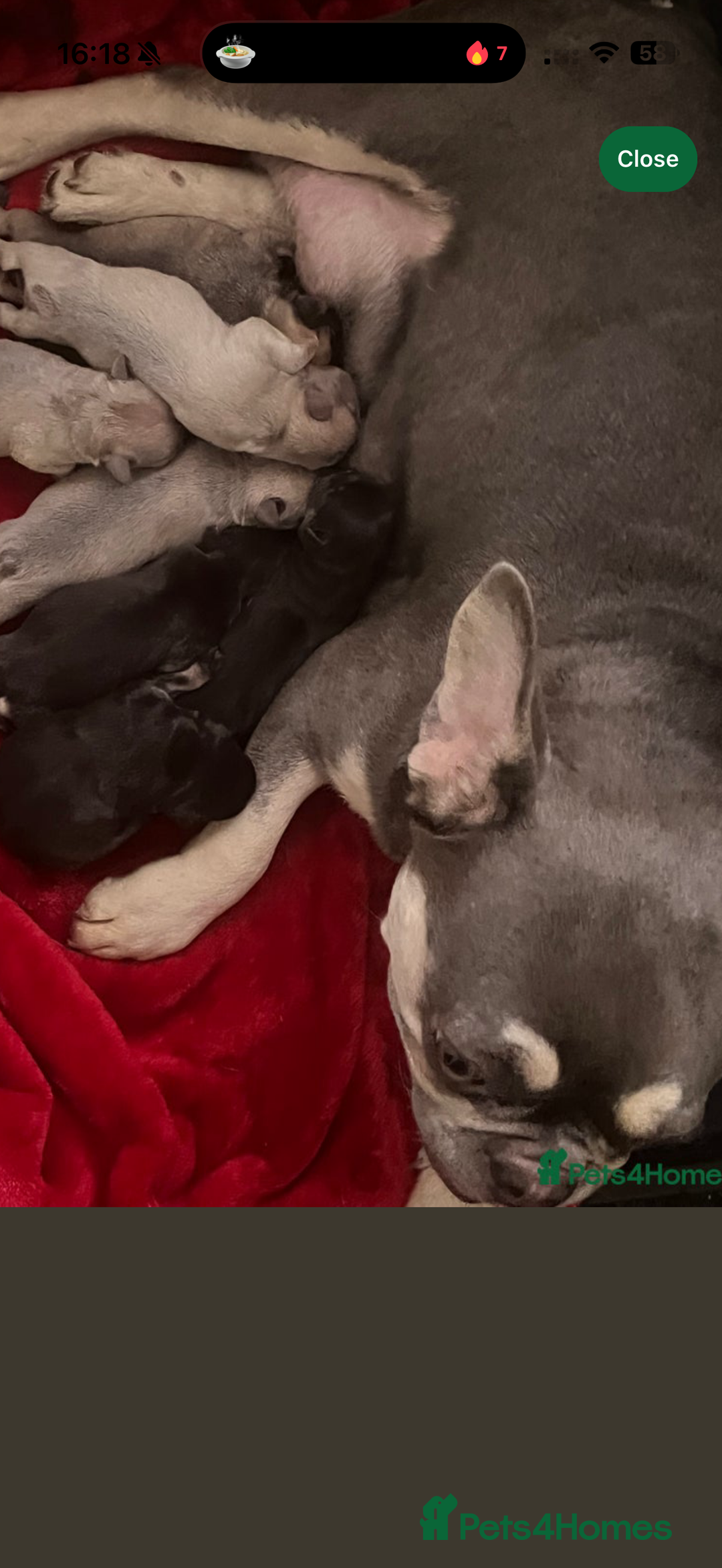 French Bulldog dogs for sale: French bulldog pups for sale  - Advert 2