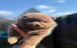 Pomeranian dogs for sale: Gorgeous Lilac Pomeranian Puppy - Image 1