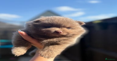 Pomeranian dogs - Advert 6