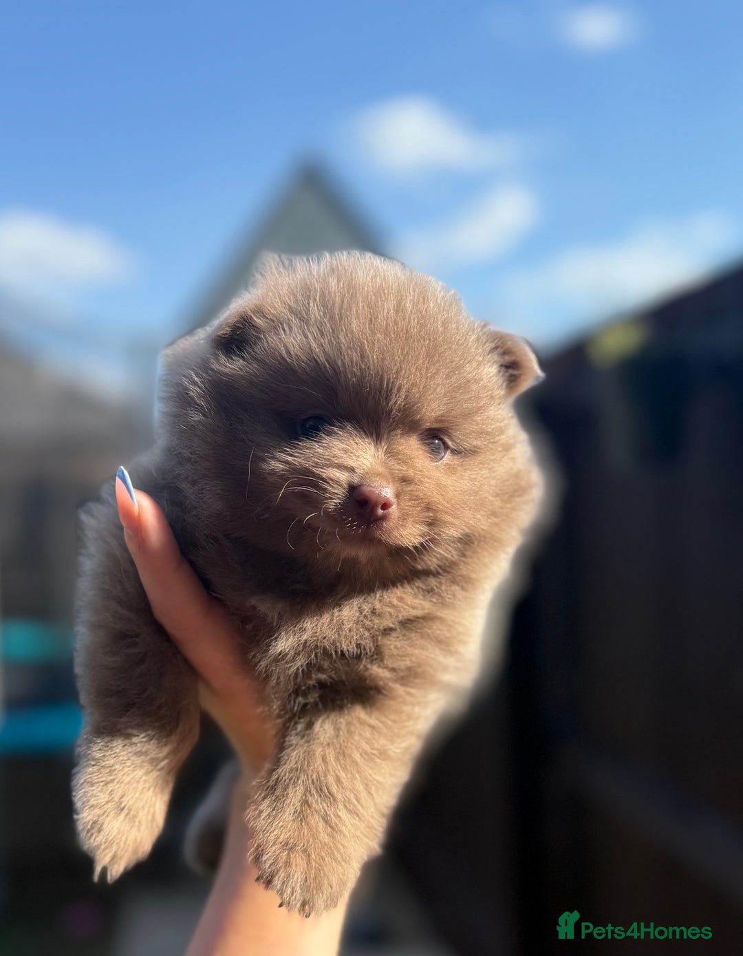 Pomeranian dogs for sale: Gorgeous Lilac Pomeranian Puppy - Image 1