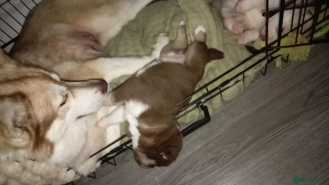 Siberian Husky dogs for sale: Dark brown husky female for sale  - Advert 6