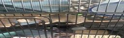 Rat rodents for sale: For sale 1grey female standard 1brown dumbo rat - Advert 8