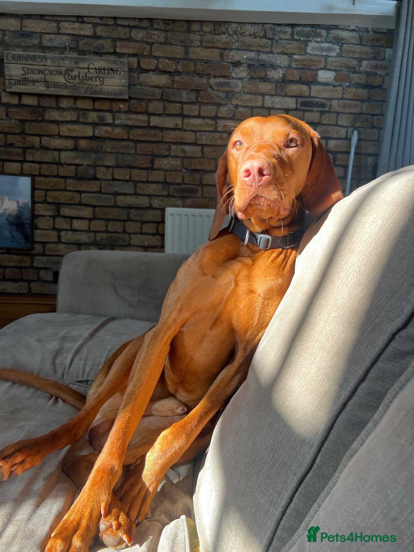 Hungarian Vizsla dogs Thor *PROVEN* 🇸🇮 Slovenian Champion bloodlines  - Advert 3