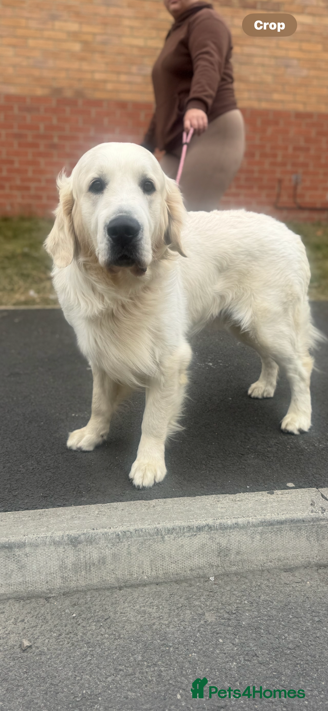 Golden Retriever dogs for stud: KC English CREAM retriever STUD…. - Image 4