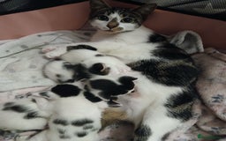 Chausie cats for sale: 2 females  - Image 2