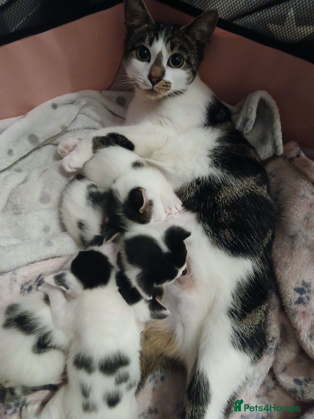Chausie cats for sale: 2 females  - Image 2