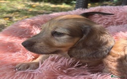 Miniature Dachshund dogs for sale: 🐾Miniature Longhaired Dachshund puppies.KC reg🐾  - Image 12