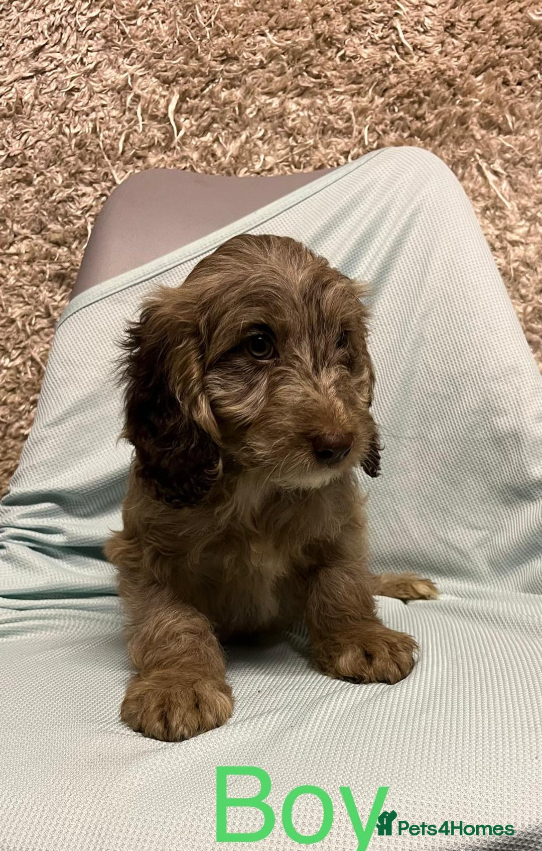 Cockapoo dogs for sale: Ready now unusual all types of colours - Advert 4