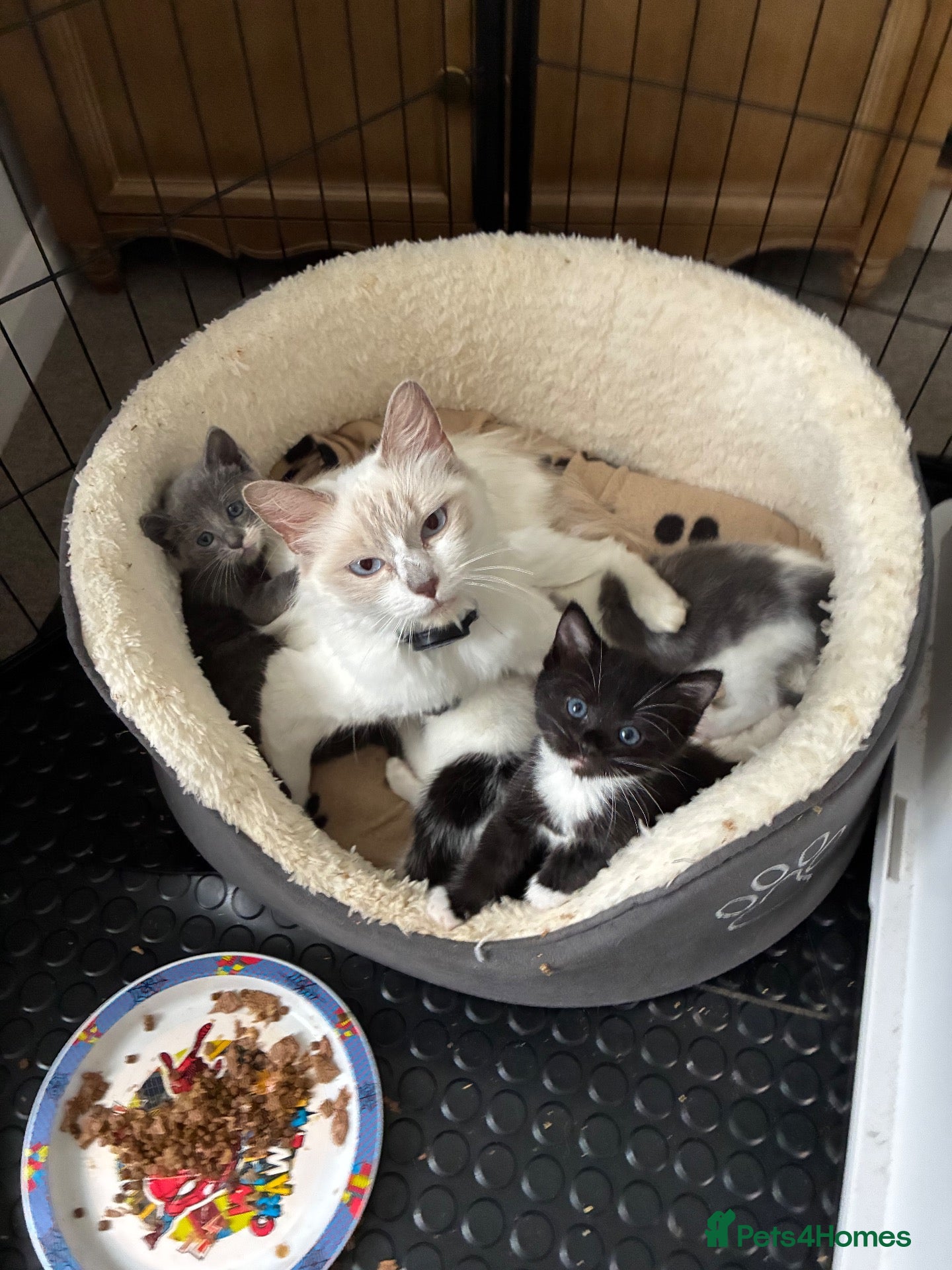 Mixed Breed cats Ragdoll cross kittens  - Advert 6
