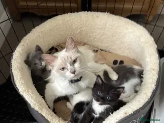 Mixed Breed cats Ragdoll cross kittens - Advert 6