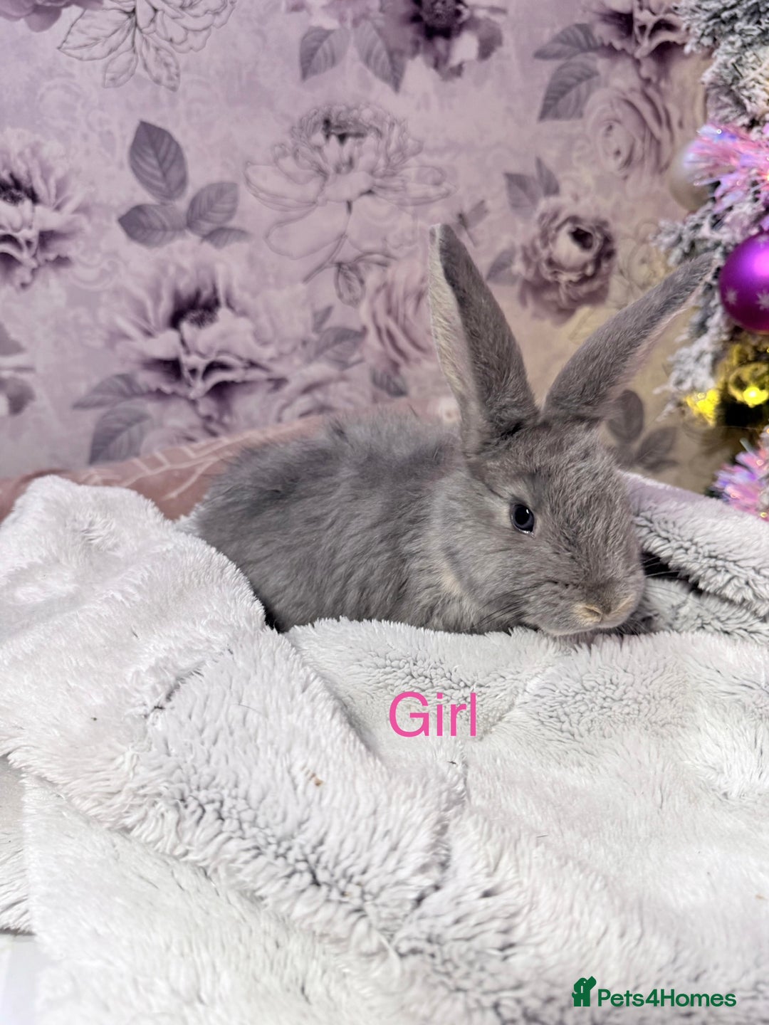 Mixed Breed rabbits for sale: French lop x Angora  - Advert 6