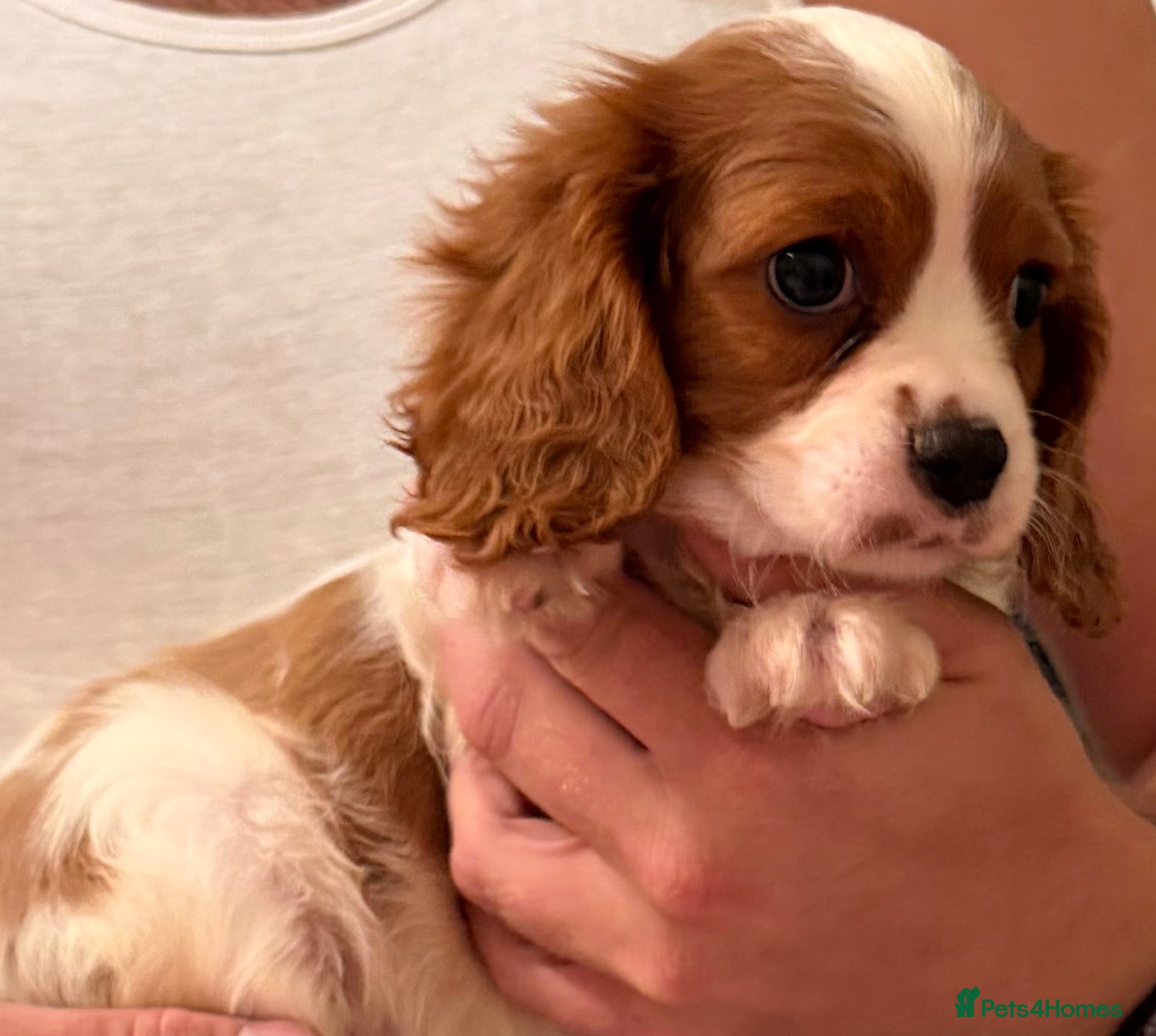 Cavalier King Charles Spaniel dogs 🐶One male puppy available🐶 - Advert 6