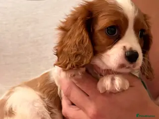 Cavalier King Charles Spaniel dogs 🐶One male puppy available🐶 - Advert 6