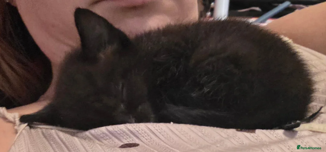 Mixed Breed cats for sale: 4 black kittens in Chichester - Advert 2
